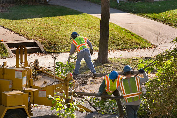 Why Choose Our Tree Removal Services in Mayer, AZ?