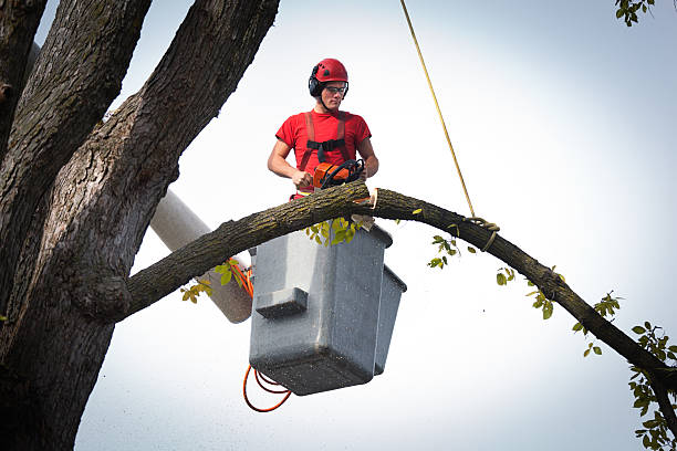  Mayer, AZ Tree Services Pros