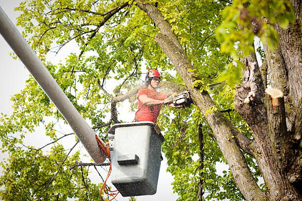 Best Tree Maintenance Programs  in Mayer, AZ